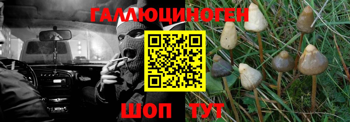 Галлюциногенные грибы Cubensis  Вход с VPN  Углич  Псилоцибиновые грибы прущие грибы 